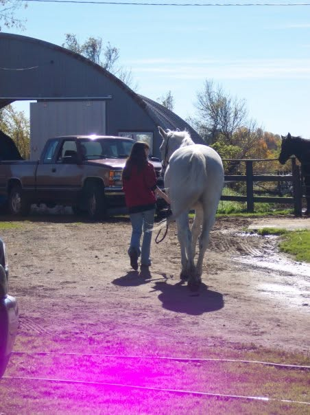 Welcome to Saddle & Soil Academy: Why I Started Teaching About Horses